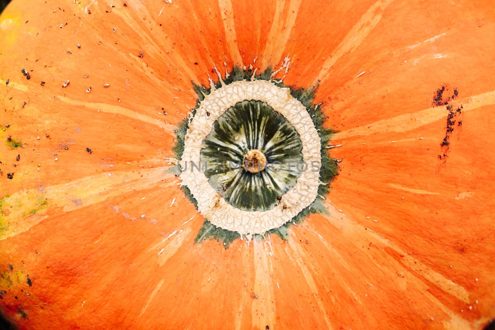 Vibrant orange pumpkin skin with unique stem detail, perfect for autumnal themes