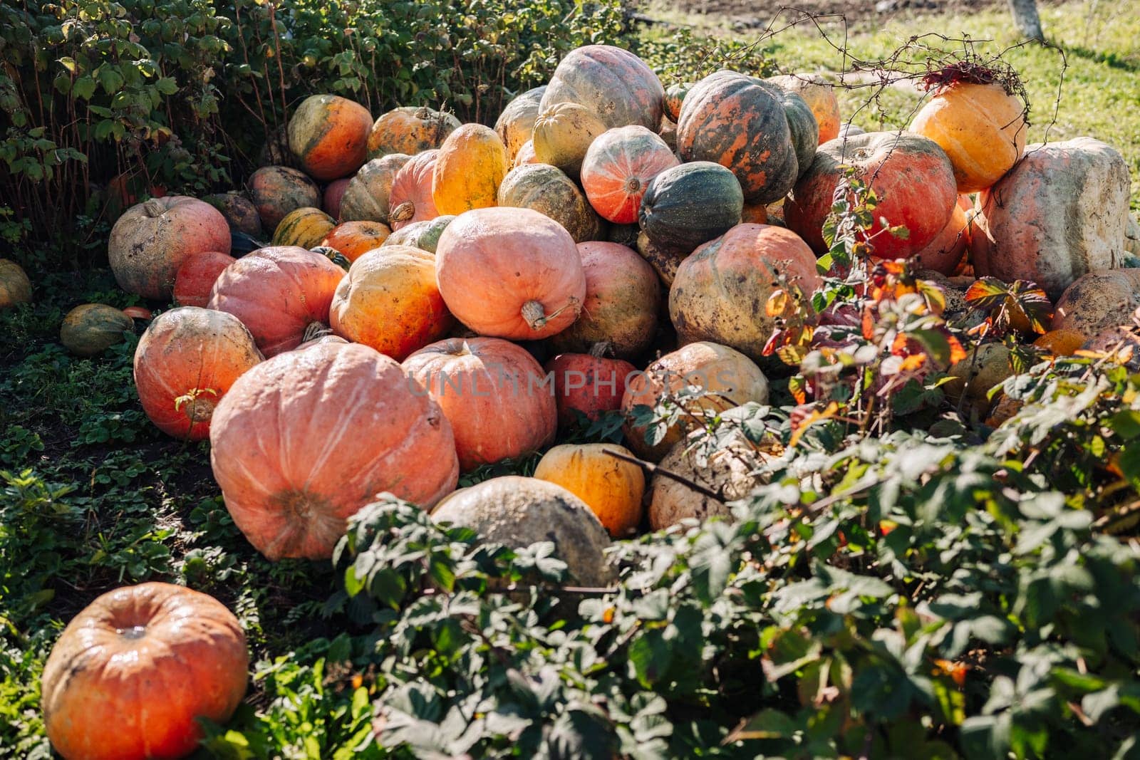 Orange pumpkins growing on ground in farm during autumn harvest season