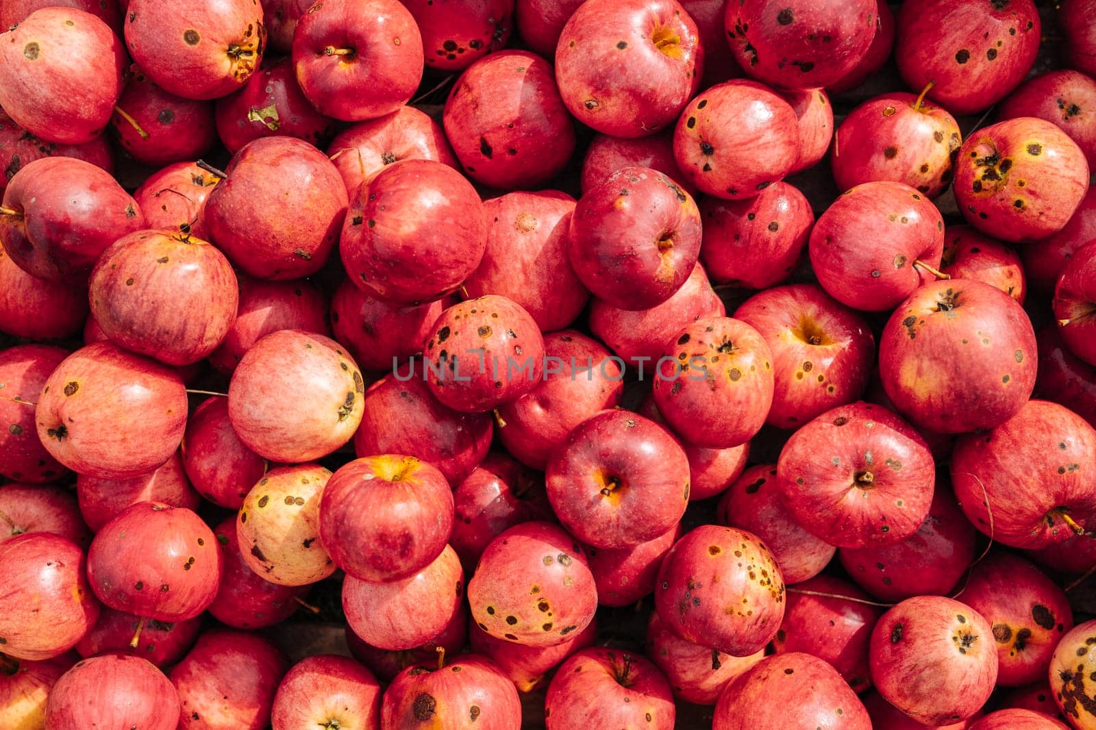 Background of red apples with some imperfections showing the natural production process