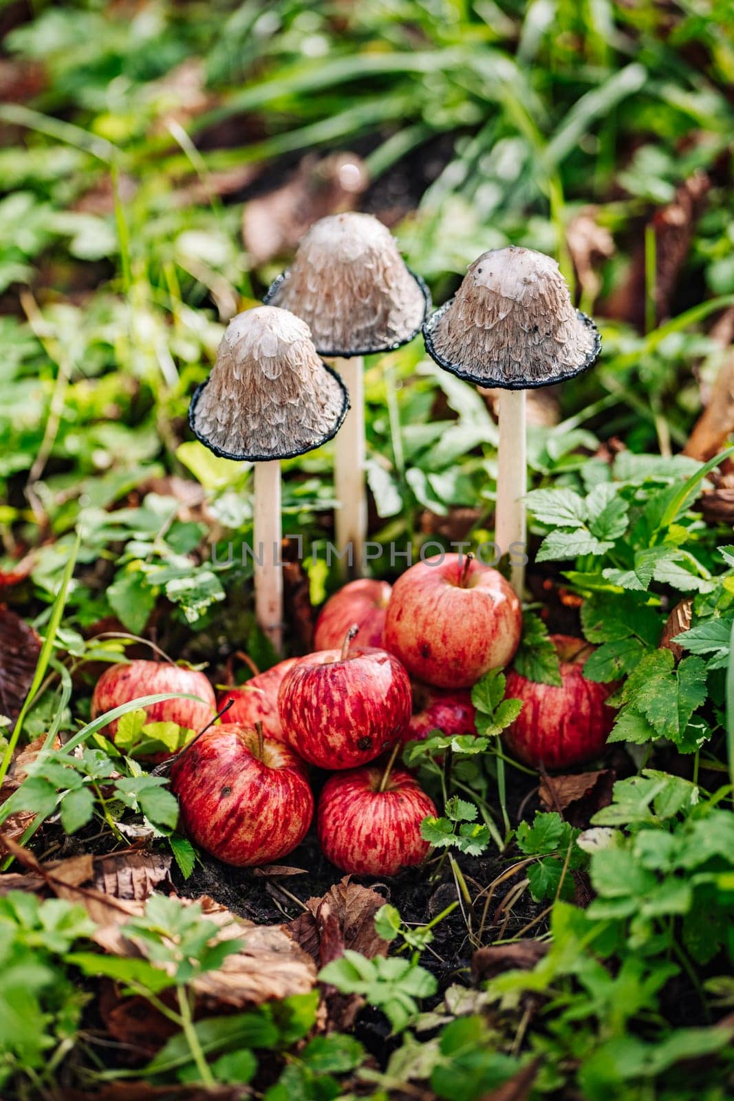 Lawyer's wig mushrooms and ripe red apples lying on the grass create a beautiful autumn still life