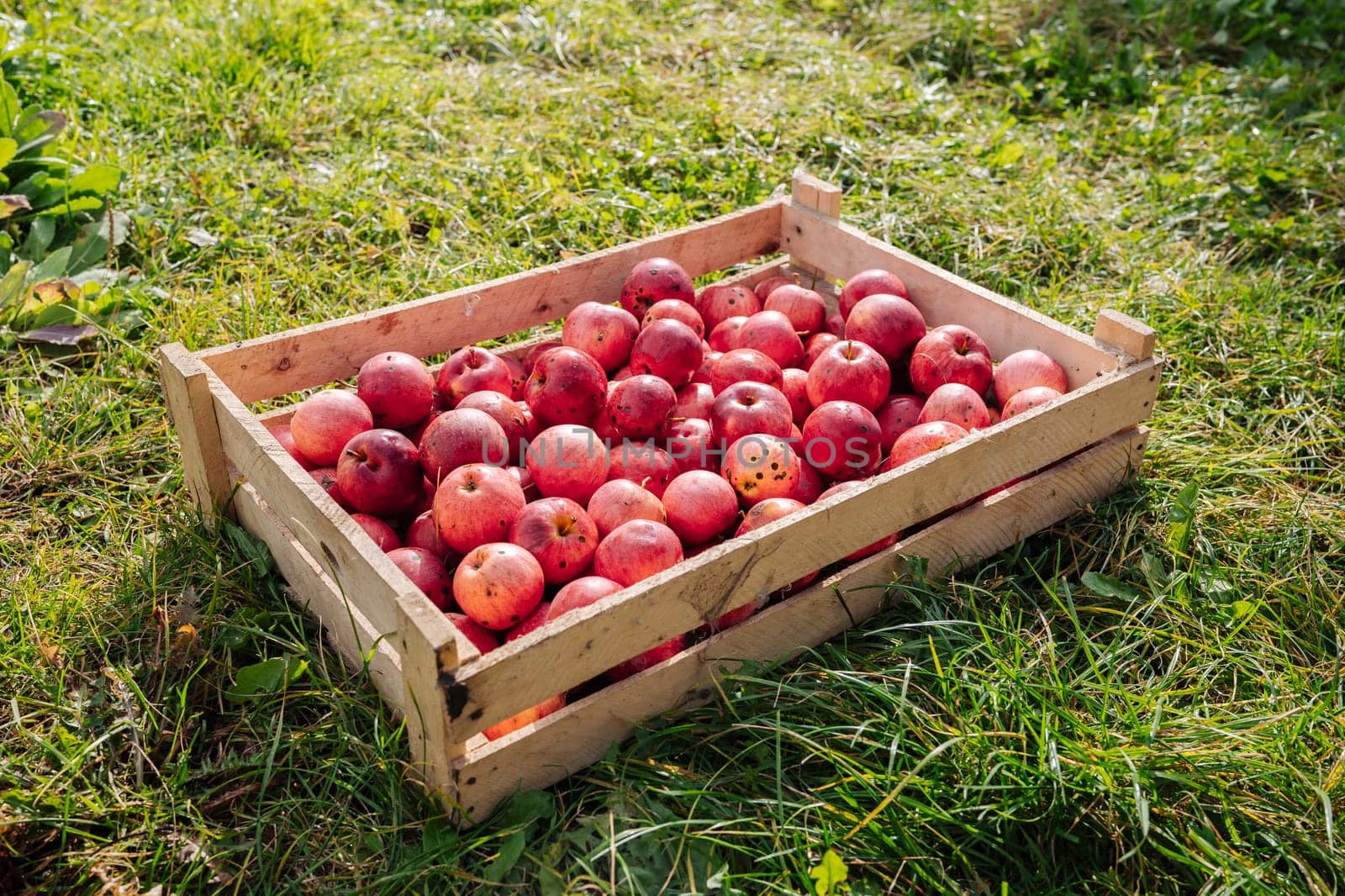 Freshly harvested red apples sit in a wooden crate on a bed of vibrant green grass, ready for market or processing
