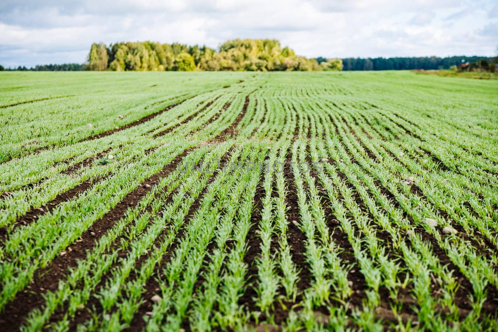 Rows of young wheat plants growing in a field, creating a pattern against the dark soil
