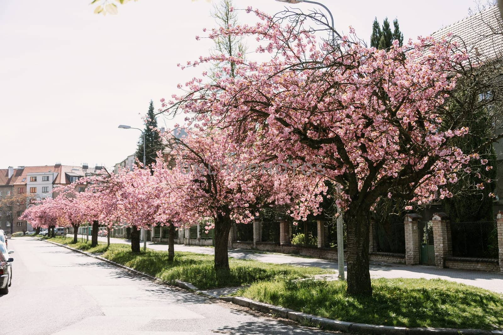 Beautiful cherry blossom trees blooming along a tranquil city street on a sunny spring day. Great for seasonal visuals, travel blogs, or floral and lifestyle backgrounds
