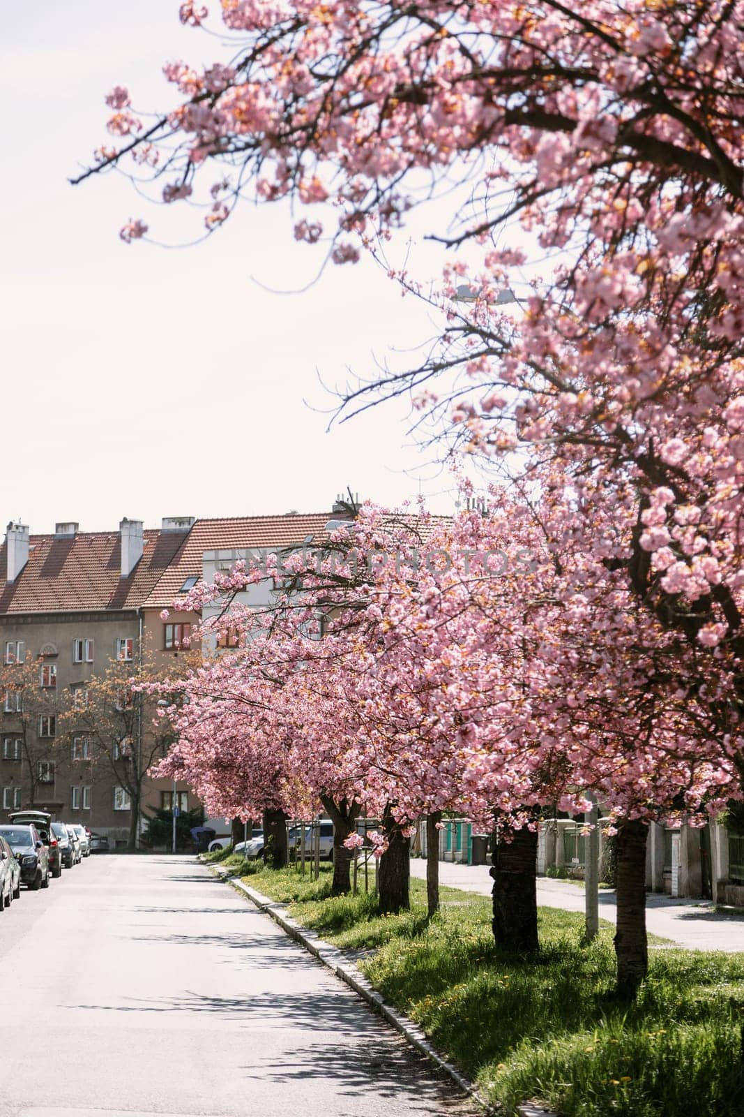 Blooming cherry blossom trees stretch along a peaceful city street under the spring sun. Great for seasonal visuals, urban nature backgrounds, and travel or lifestyle content.