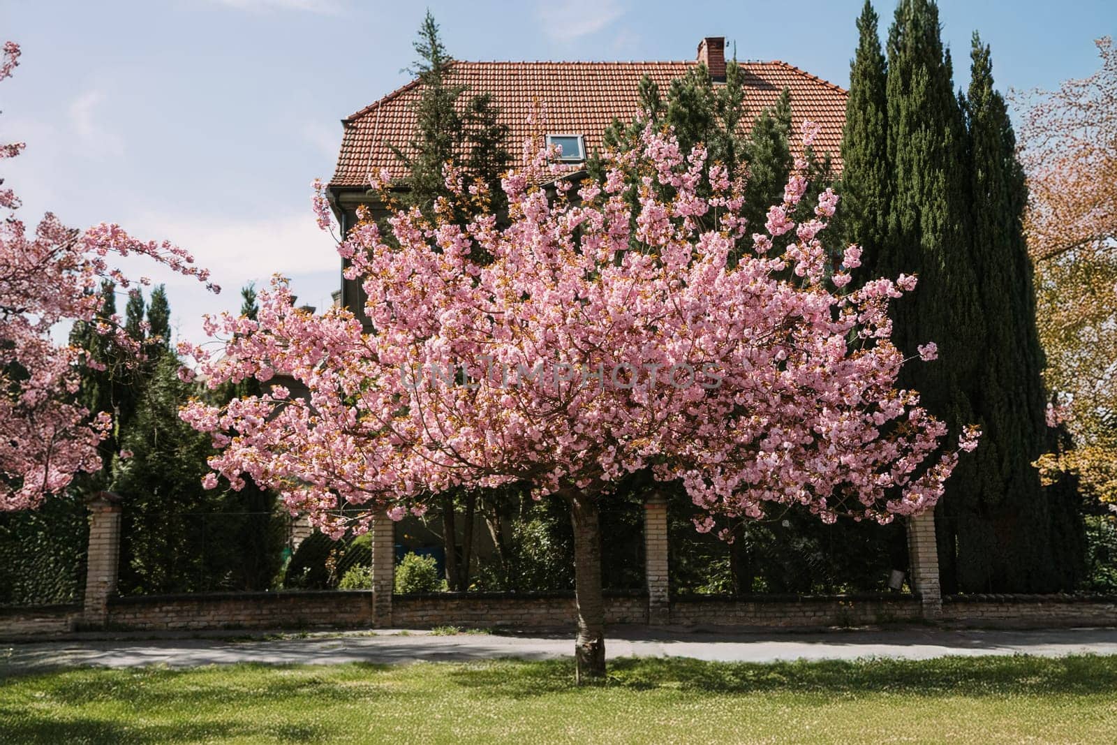 A vibrant cherry blossom tree in full bloom stands before a traditional house, surrounded by lush greenery. Ideal for spring visuals, architecture and nature-inspired projects