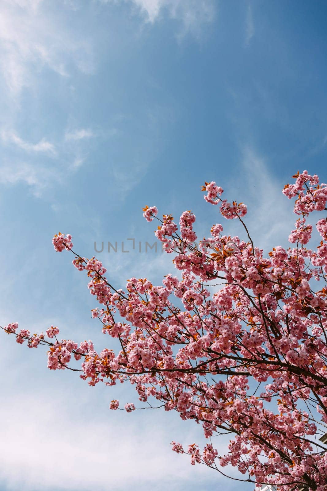Elegant cherry blossom branches in bloom set against a clear blue sky. Ideal for spring visuals, floral backgrounds, calming nature scenes, and seasonal creative designs.