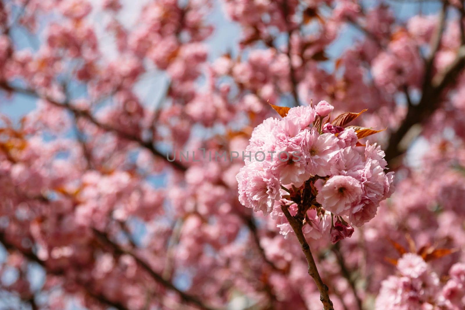 Close-up of a cherry blossom cluster with a blurred pink background full of flowers. Perfect for floral designs, spring promotions, romantic illustrations, or nature-inspired wellness branding.