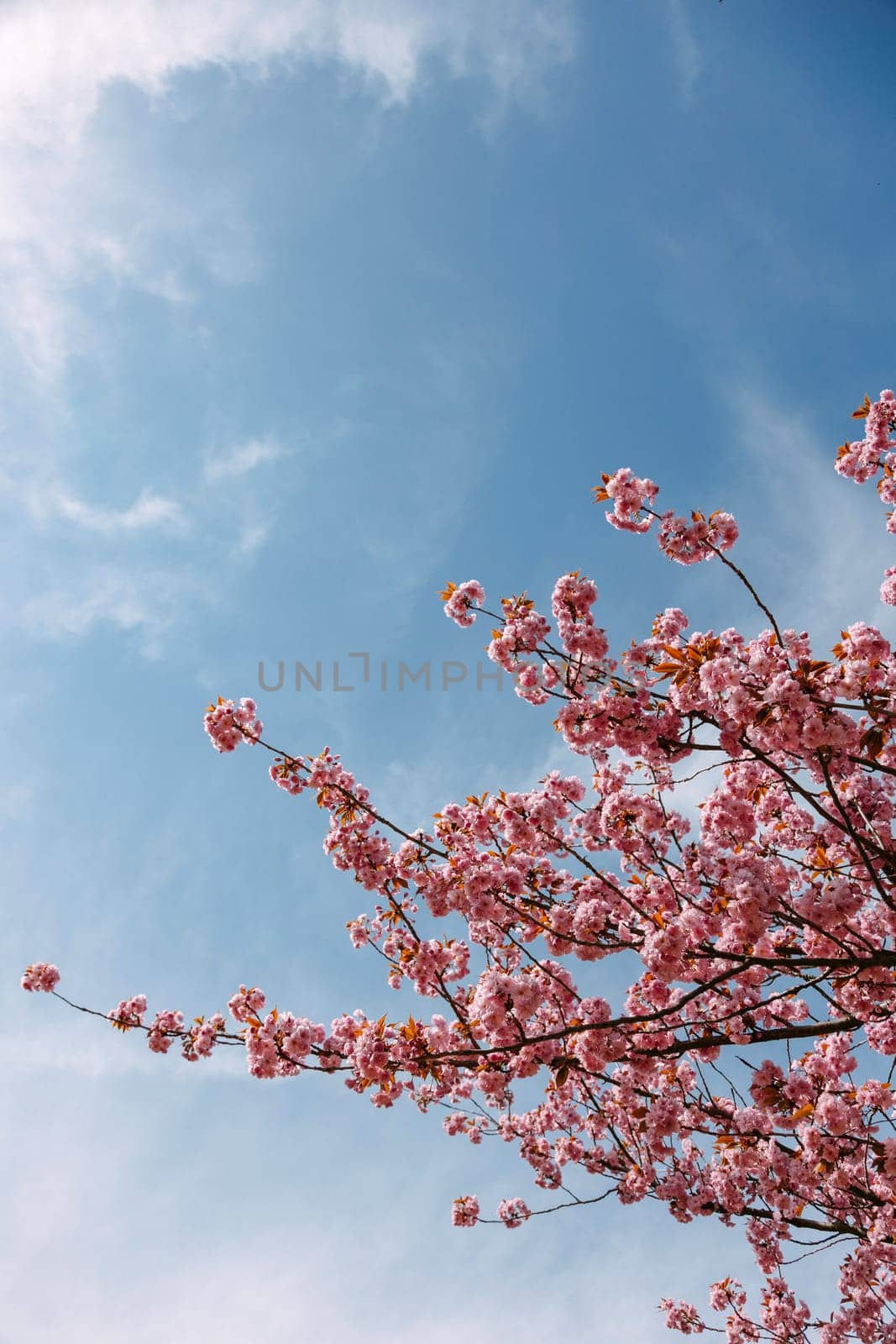 Cherry blossom branches full of soft pink flowers bloom against a bright blue spring sky. Ideal for floral backgrounds, seasonal ads, wellness content, and nature-related visuals