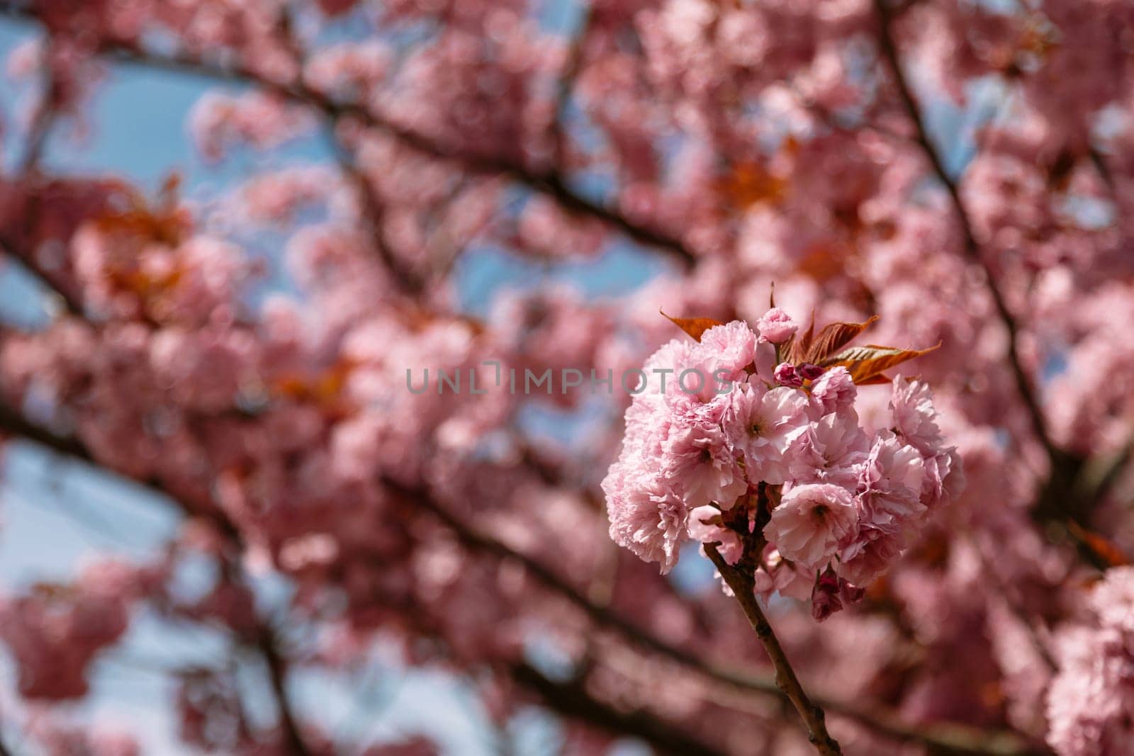 Macro photo of cherry blossom flowers in bloom under soft spring light with a blurred floral background. Perfect for seasonal campaigns, floral decor, and wellness branding.