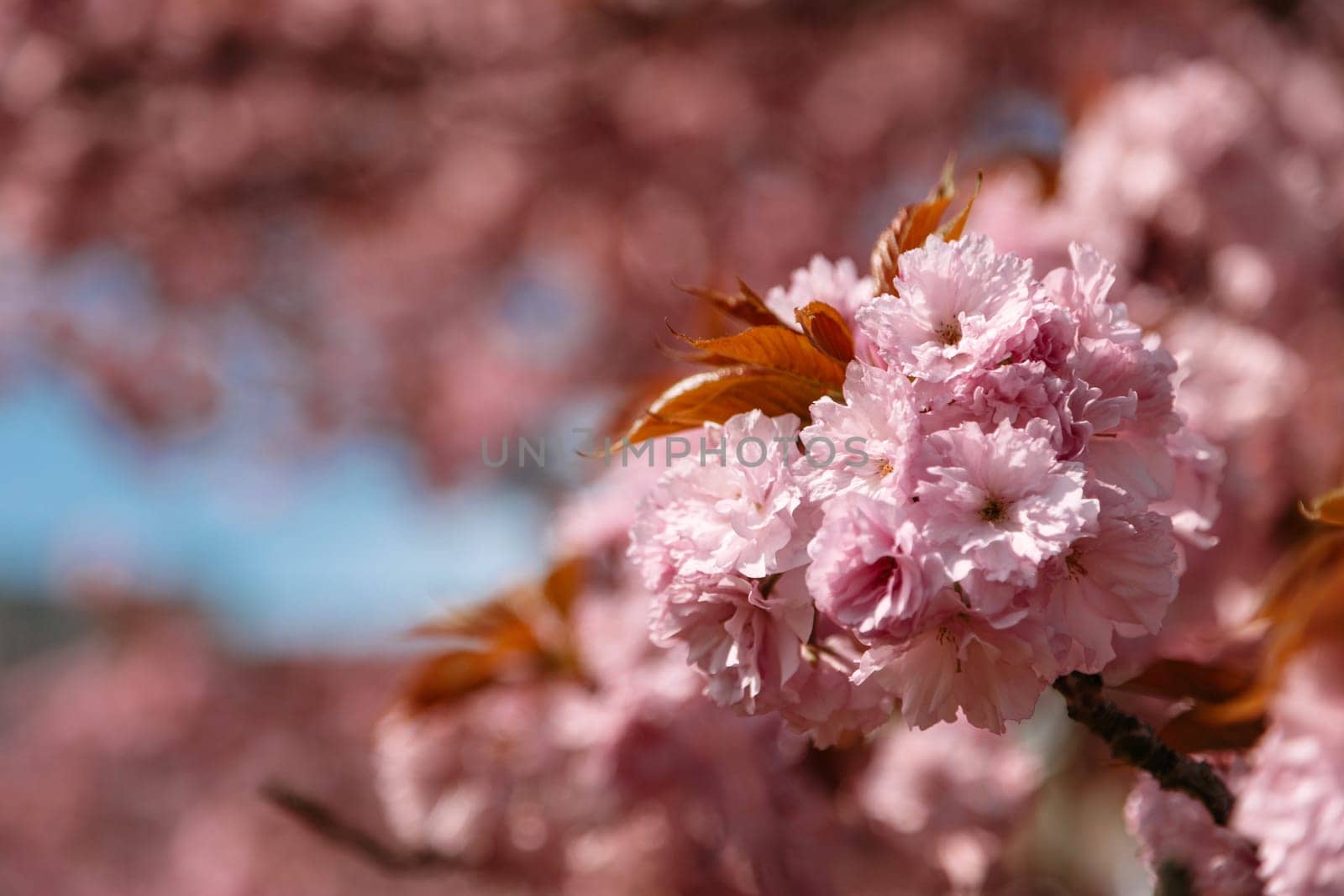 Close-up view of delicate cherry blossoms with soft natural lighting and blurred pink background. Perfect for spring-themed visuals, floral prints, and nature-based design projects.