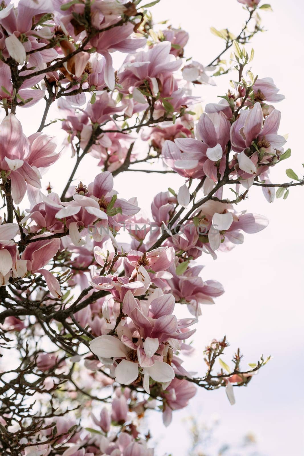 Soft pink magnolia blossoms blooming in natural daylight against a bright sky. Ideal for spring-themed visuals, floral backgrounds, romantic concepts, and wellness-related designs.
