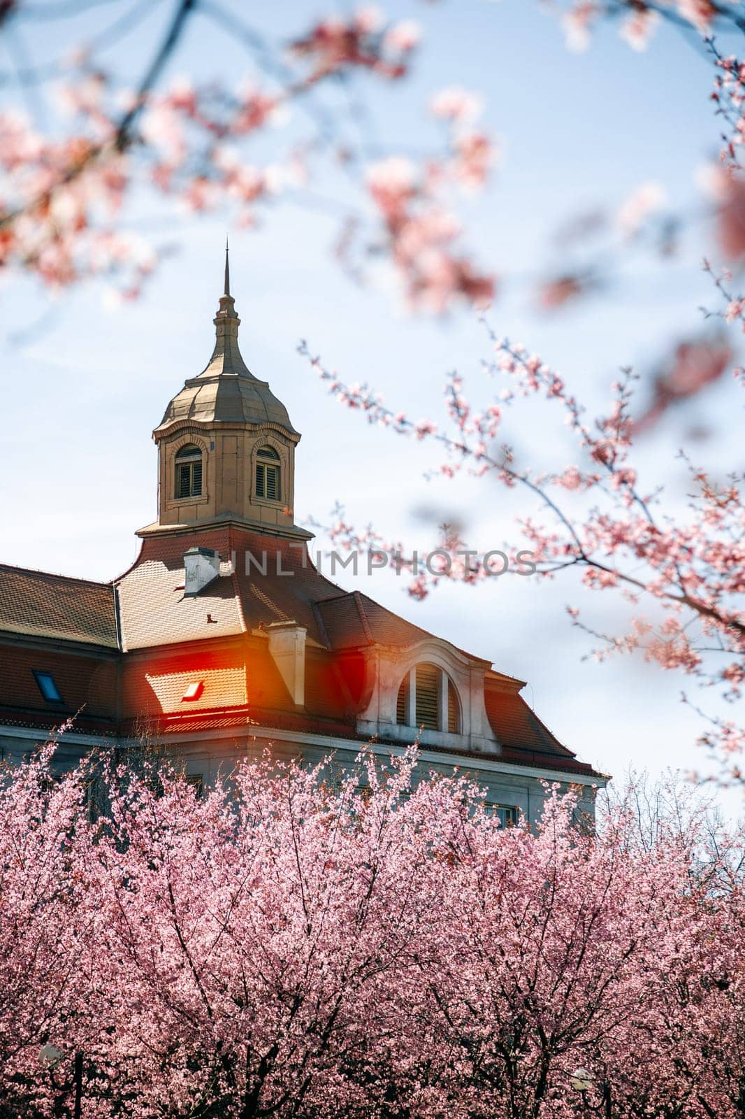 A historic architectural tower surrounded by blooming cherry trees in spring. Beautiful composition for romantic visuals, travel content, seasonal cityscapes, and European landmarks
