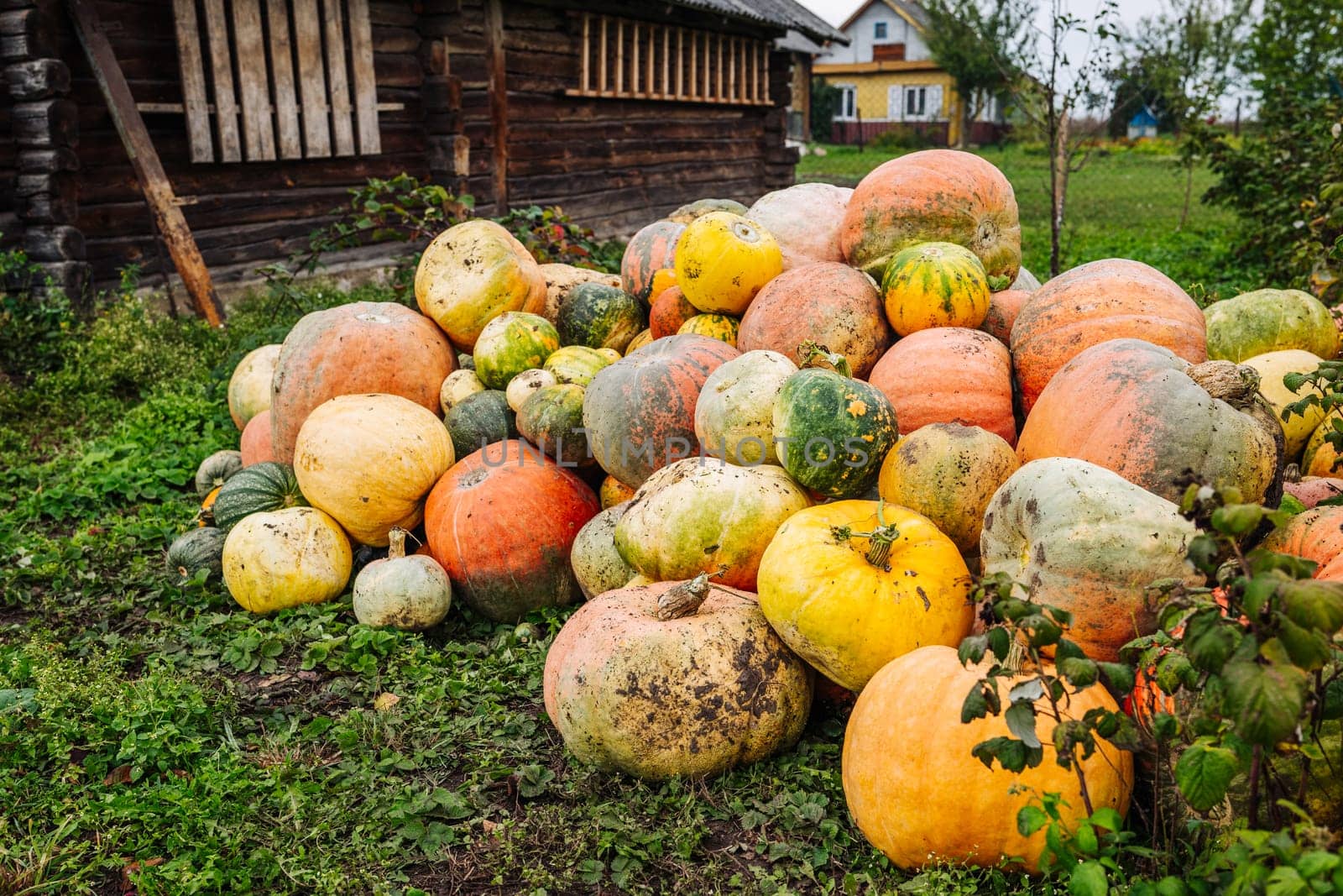 Many pumpkins of different colors and sizes are lying on the grass in front of a wooden house in the countryside