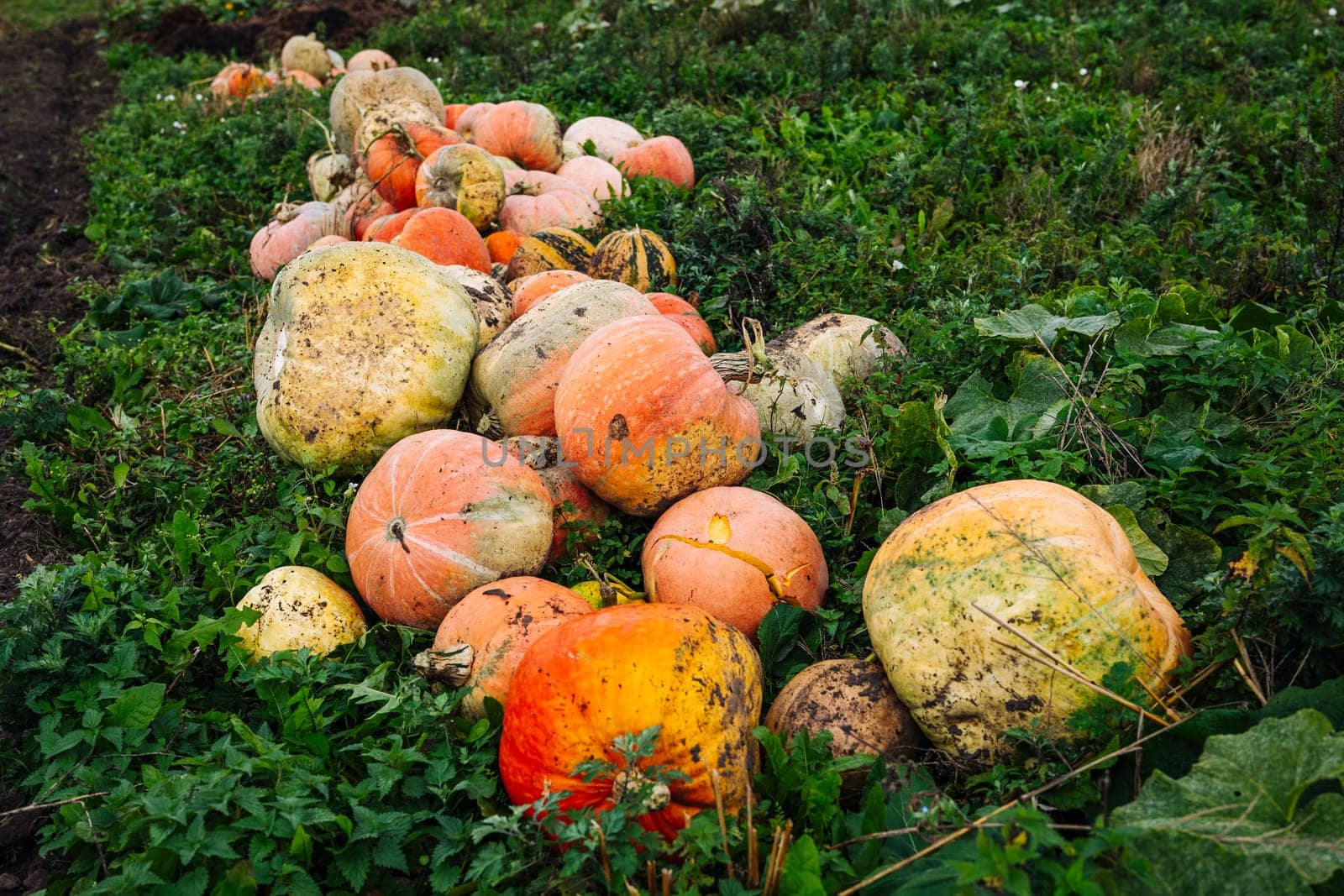 Ripe pumpkins lying on the green grass in a field after the harvest, ready to be transported to the market