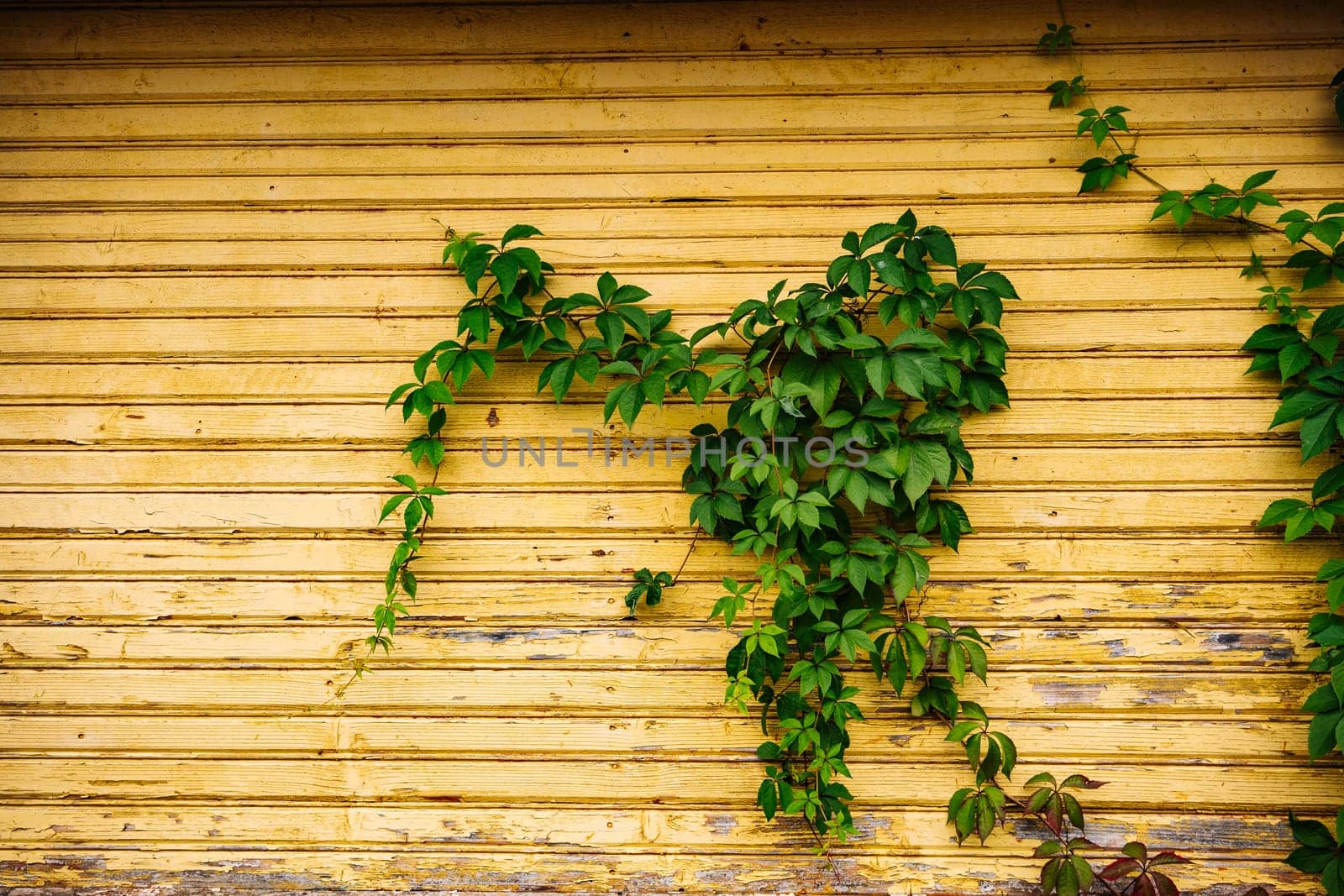 Green ivy decorating a yellow wooden wall, perfect as a nature background