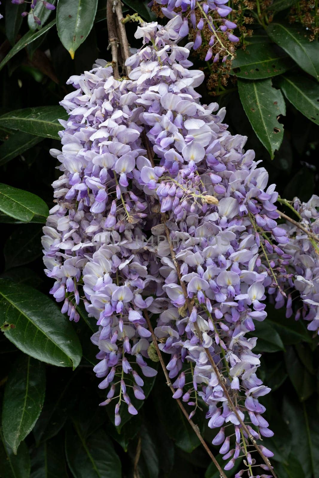 Delicate clusters of pale purple wisteria flowers dangle gracefully from lush, green foliage, creating a vibrant display that signifies the arrival of spring.