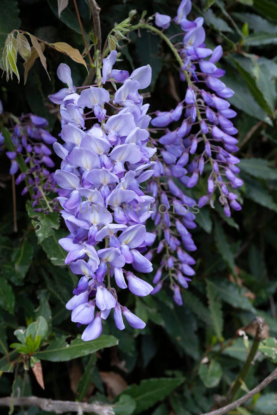 Delicate clusters of pale purple wisteria flowers dangle gracefully from lush, green foliage, creating a vibrant display that signifies the arrival of spring.