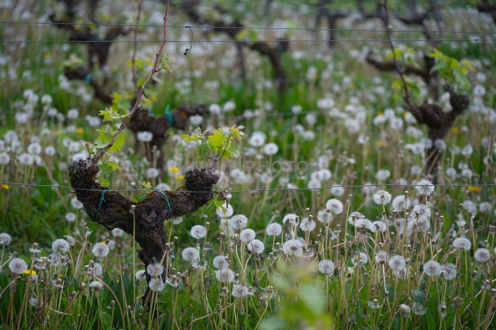 Vines are sprouting new leaves amid a field dominated by fluffy pissenlit flowers, creating a picturesque spring setting in the vineyard, full of vibrant greenery and life.