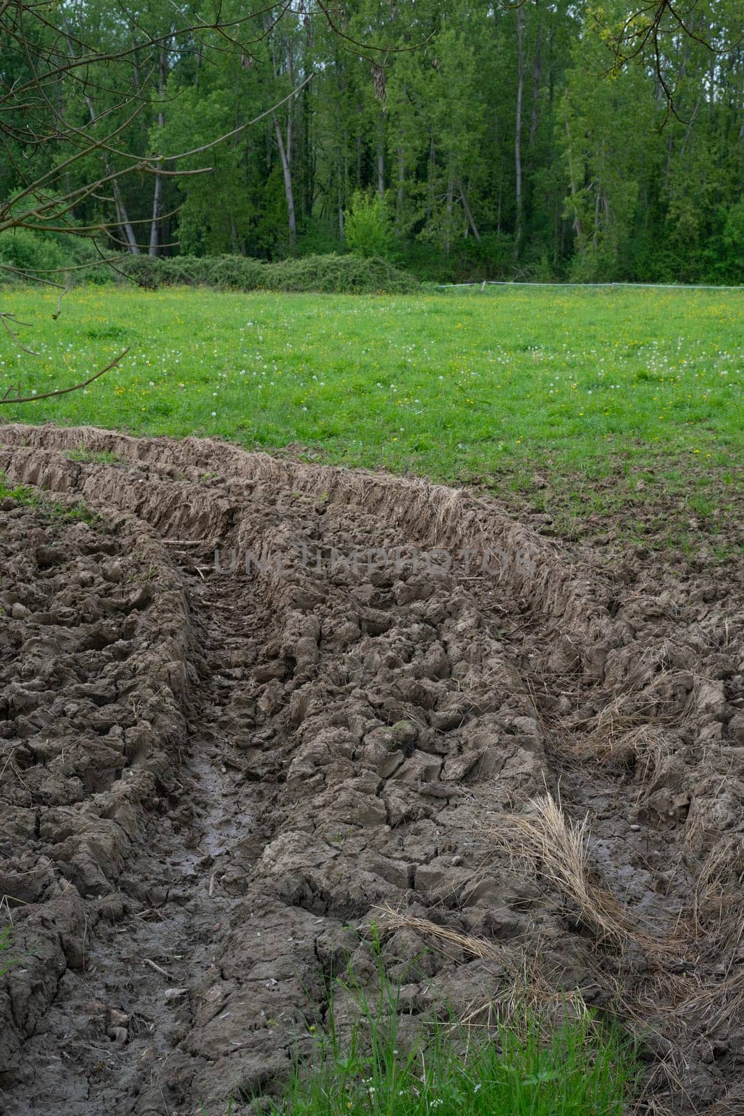 After a rainfall, tire tracks are clearly seen leading into a vibrant agricultural field, framed by dense trees. The muddy ground reflects recent weather conditions.