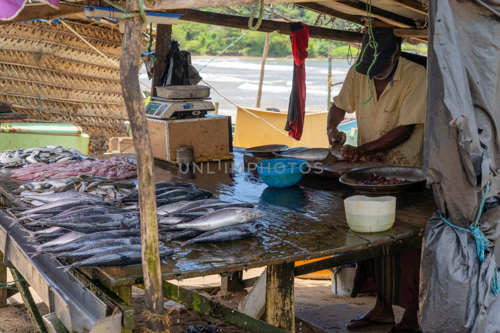 Galle Sri Lanka - September 14 2024; Man in back of stall cuts fish ready to display in street-side Asian wet fish market.