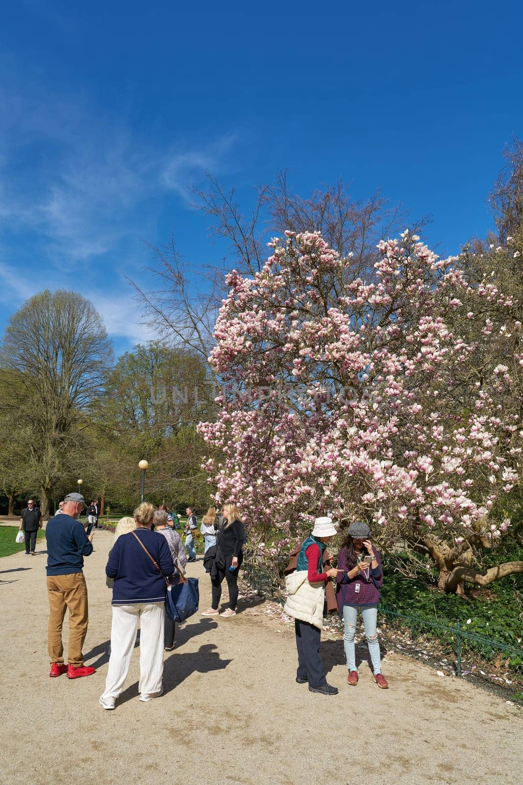 Karlovy Vary, Czech Republic – April 20, 2025: Tourists in Dvorak Park in Karlovy Vary in the Czech Republic at a magnolia tree in bloom