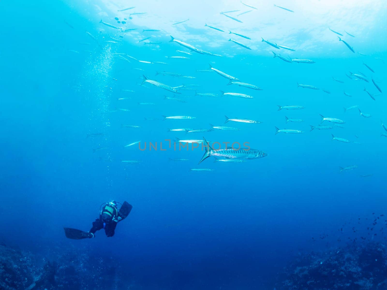 scuba diver diving into the blue ocean next to a school of barracuda fish, concept of active leisure lifestyle and underwater adventure, copyspace for text