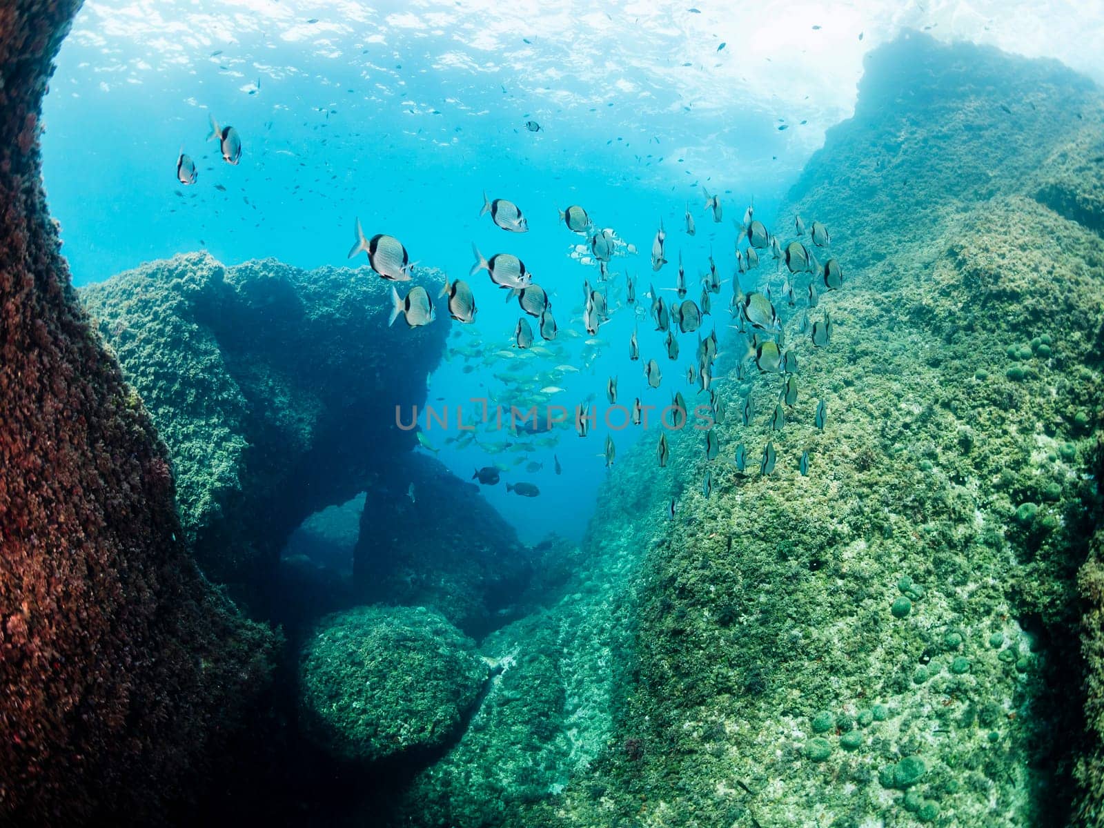 school of fish swimming in the blue ocean next to the rocky bottom, concept of underwater wildlife and marine background