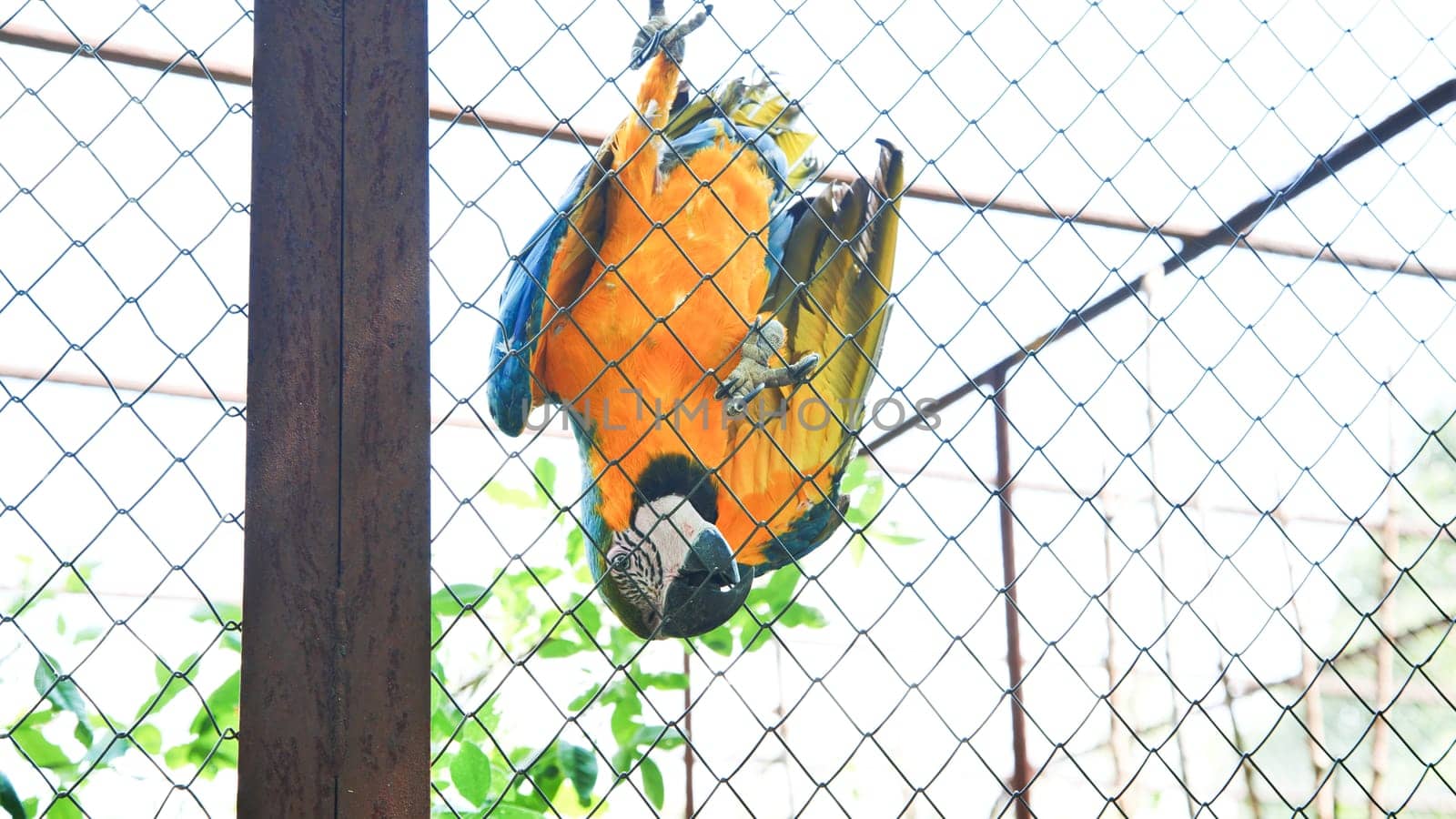 Blue-and-yellow macaw hanging upside down on a wire mesh fence in a zoo