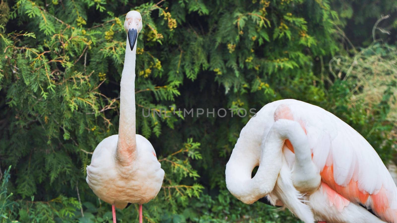 Two flamingos in a zoo, one is standing still while the other is preening its feathers