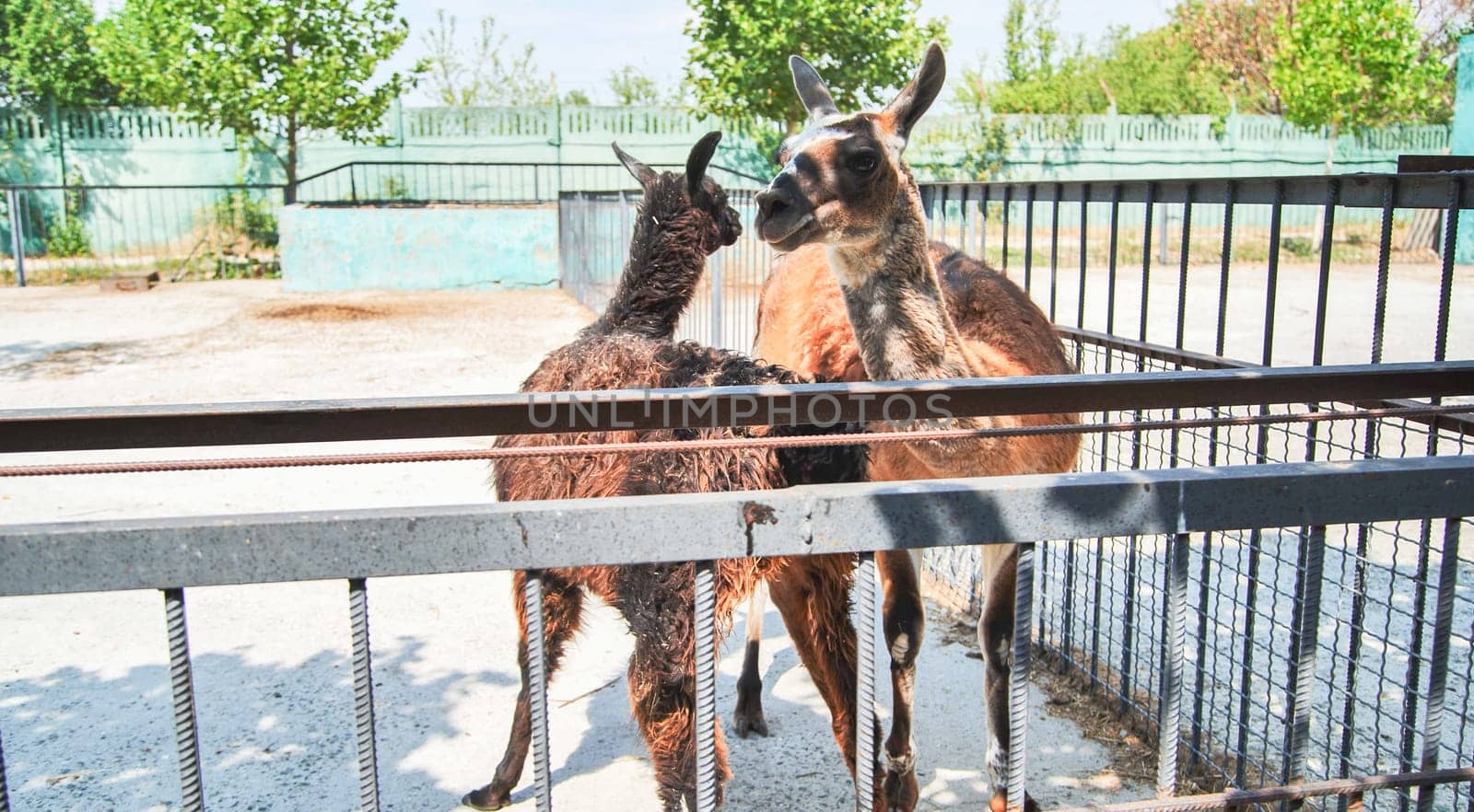 Brown guanaco standing gracefully in its enclosure at the zoo, enjoying the warmth of a sunny day while observing its surroundings