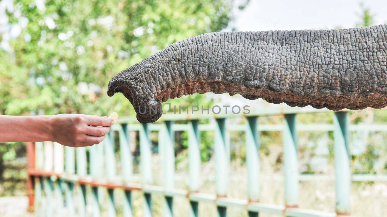 Elephant extending trunk to take food from the hand of a tourist, enjoying a close encounter in a safari park, showcasing wildlife interaction