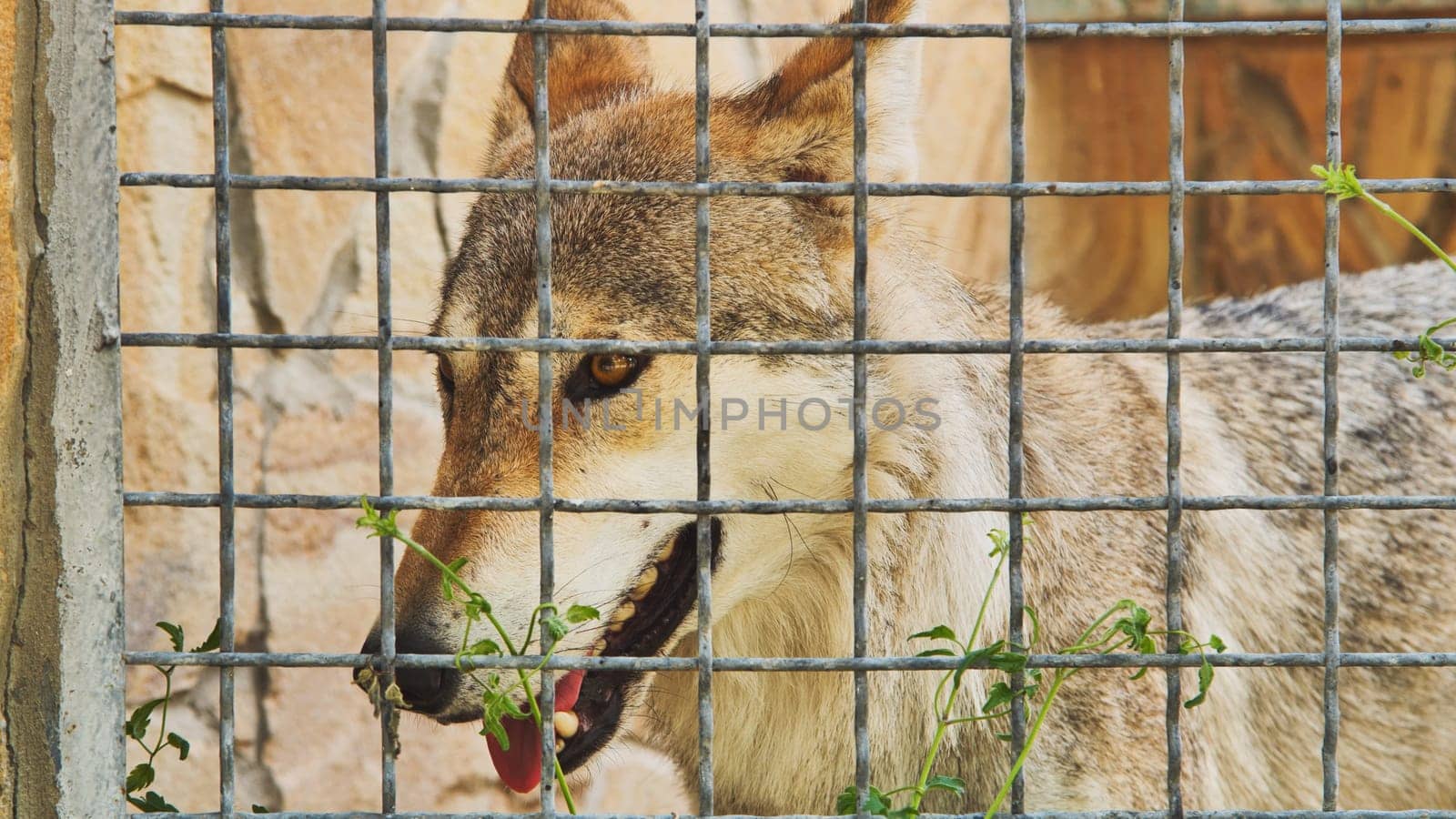 Close-up of an Iberian wolf showing its teeth behind a metal fence in a zoo