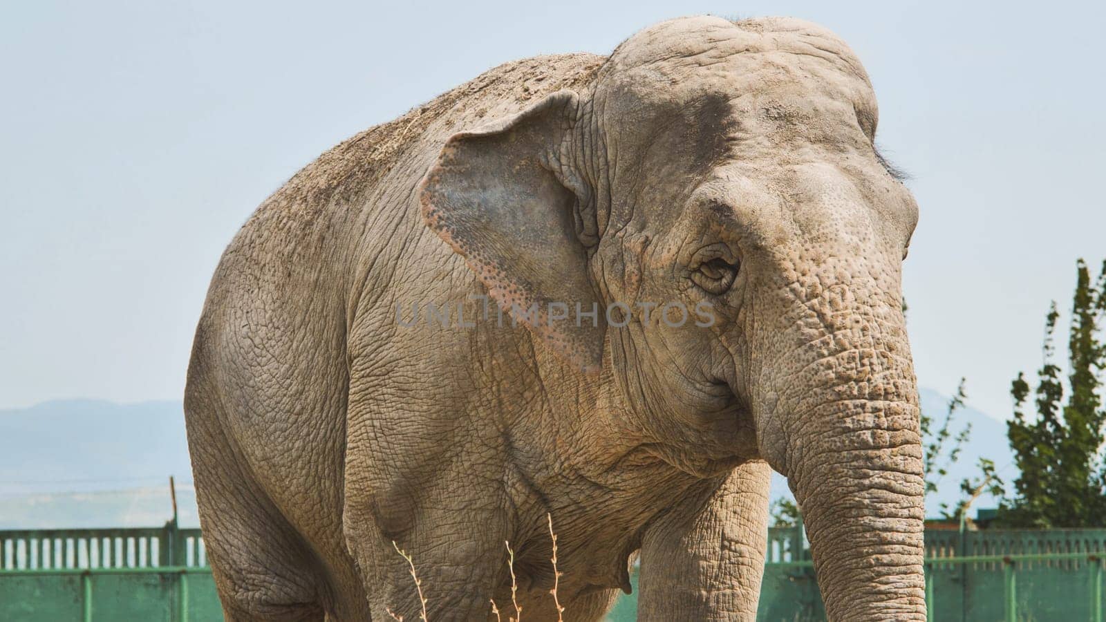 Big indian elephant standing still in its zoo enclosure, looking towards the horizon
