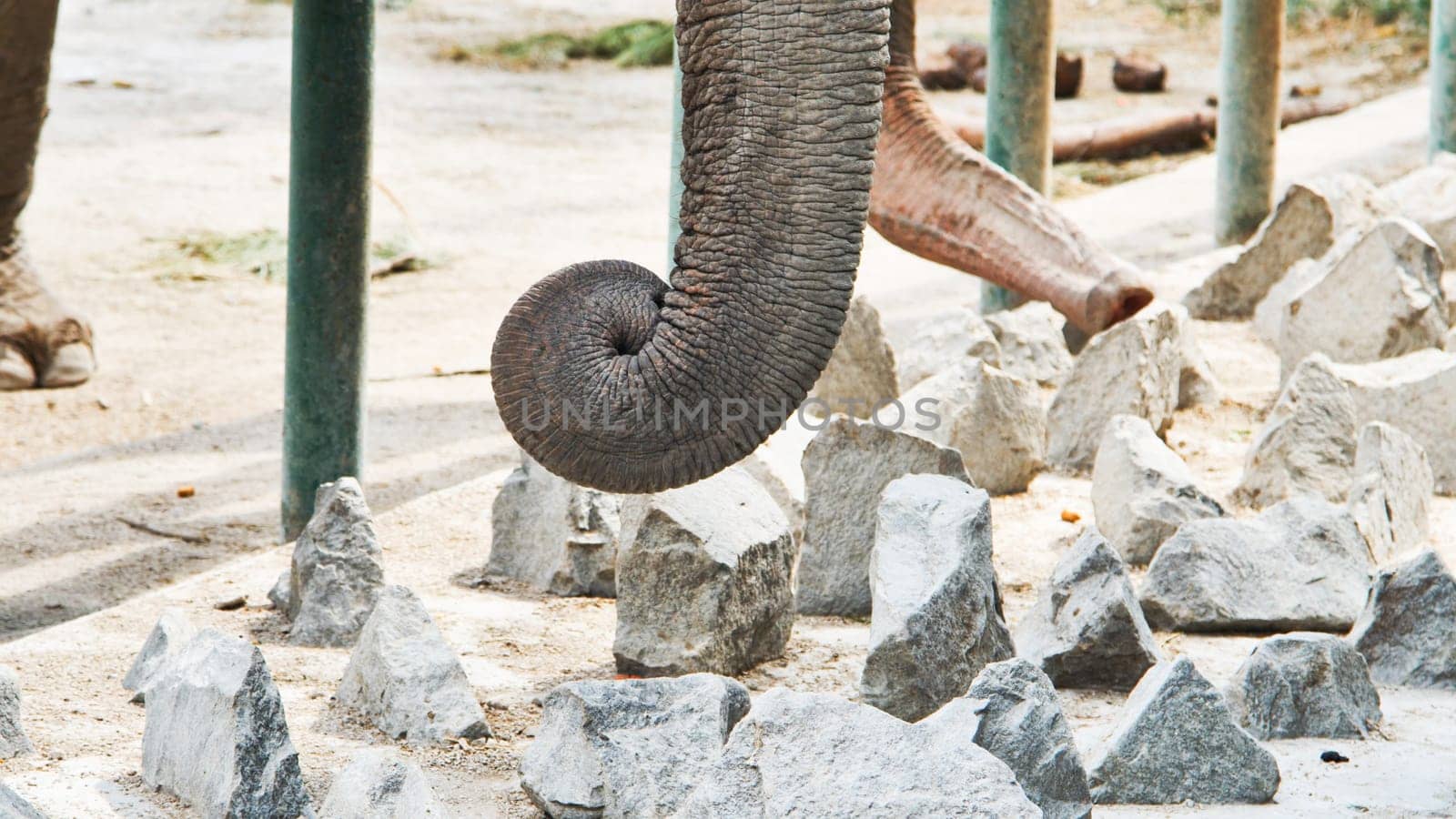 Elephant's trunk curls over rocks in a zoo enclosure, showcasing its flexibility and strength