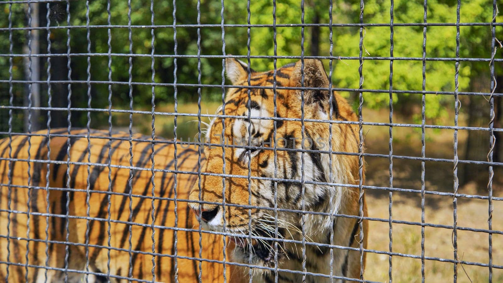 Majestic tiger sadly pacing in an enclosure at the zoo, evoking the concept of wildlife captivity