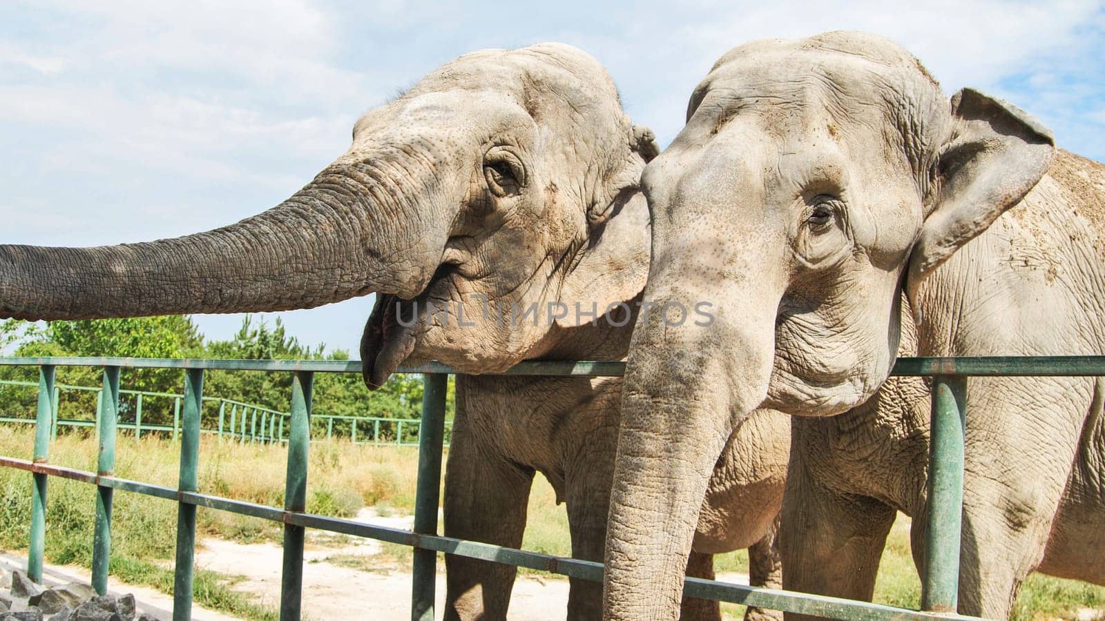 Elephant feeding interaction at zoo, providing engaging wildlife encounter behind protective barrier