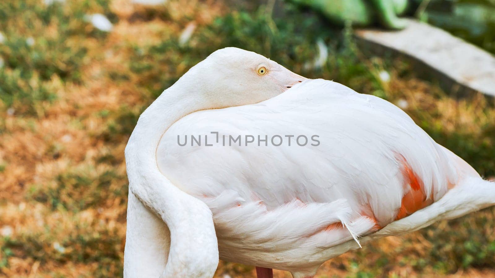 White flamingo resting, neck curved downward, head tucked beneath soft wing in wildlife enclosure