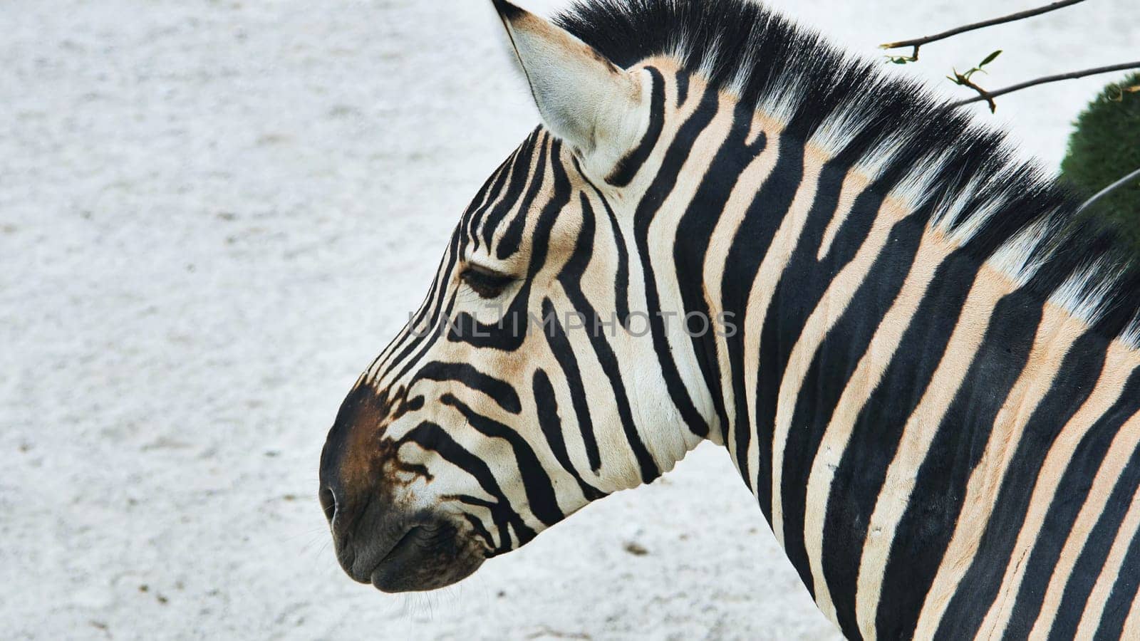 Zebra head profile revealing sharp black and white striped pattern, capturing distinctive markings in natural safari setting