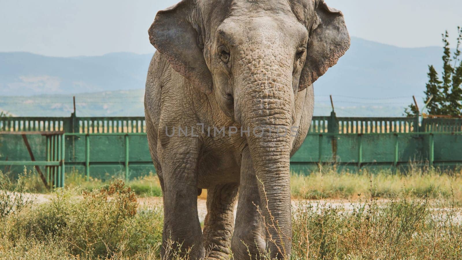 Asian elephant calmly standing in its large enclosure at the zoo, enjoying a summer day
