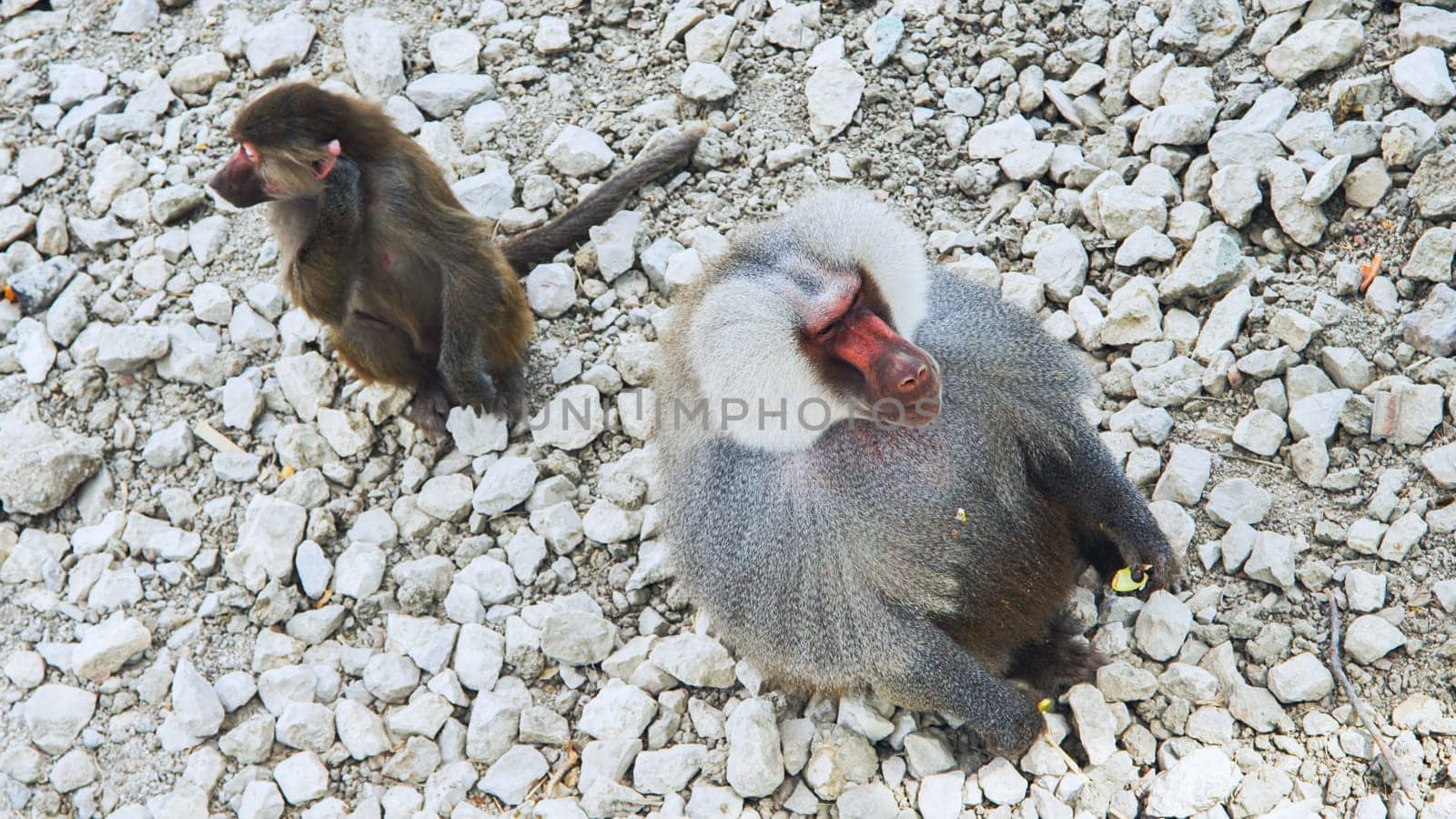 Hamadryas baboon enjoying a piece of fruit while a young baboon curiously observing in a safari park setting, surrounded by nature