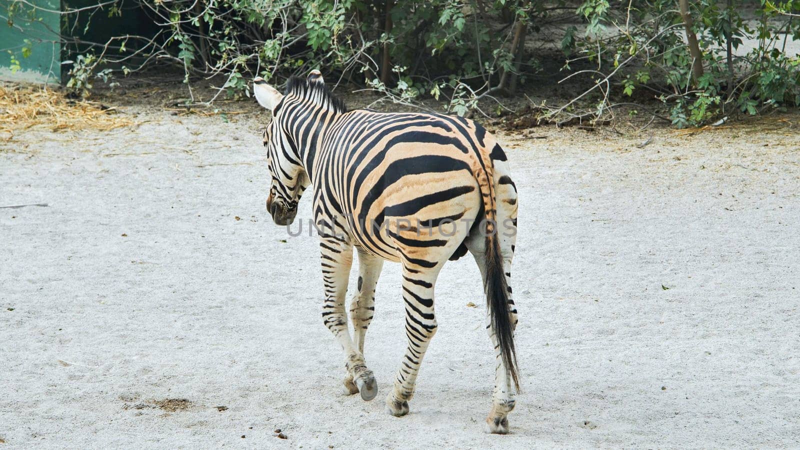 Zebra walking away across sandy terrain, displaying distinctive black and white striped pattern from rear perspective in wildlife setting