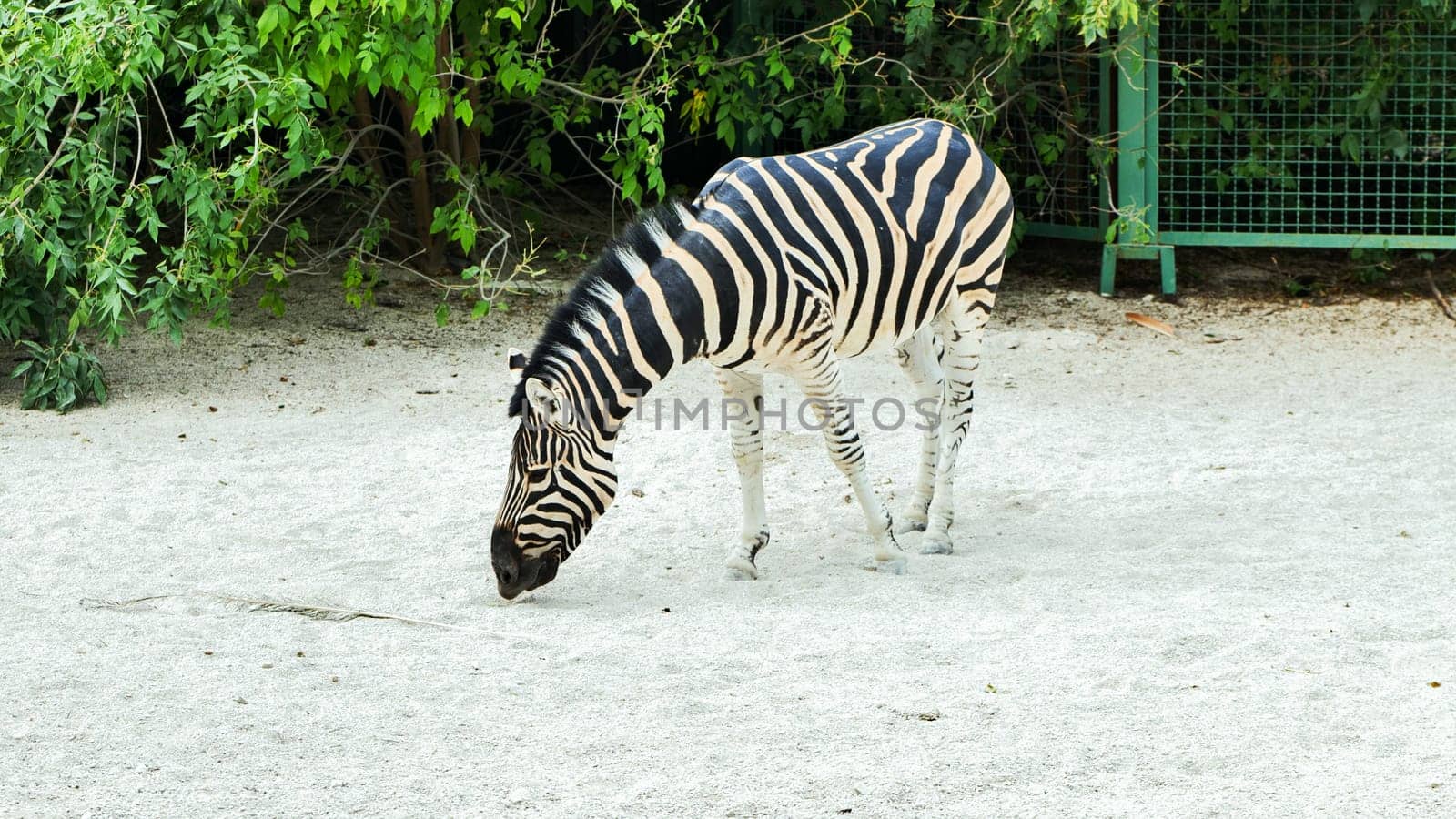 Plains zebra - equus quagga - grazing on the sandy ground within a zoo or safari park enclosure, showcasing its striking black and white stripes