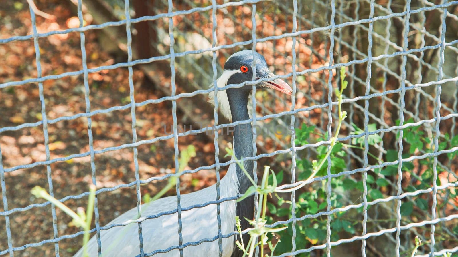 Demoiselle crane looking through the metal mesh of its enclosure at the zoo