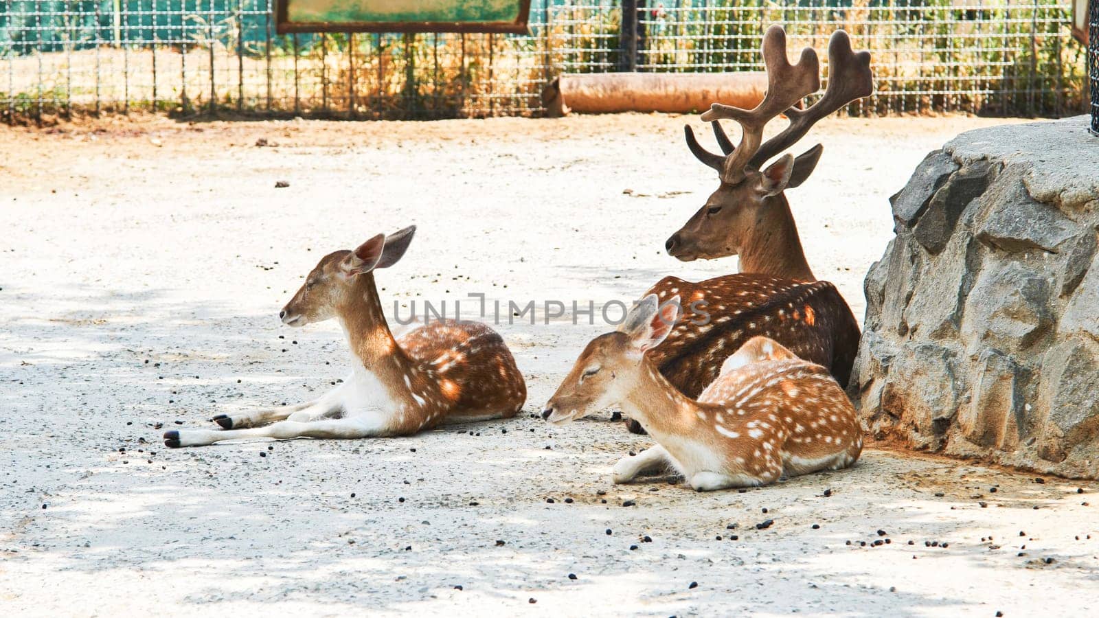 Relaxing in the shade, a family of fallow deer enjoys peaceful coexistence within their enclosure at a safari park