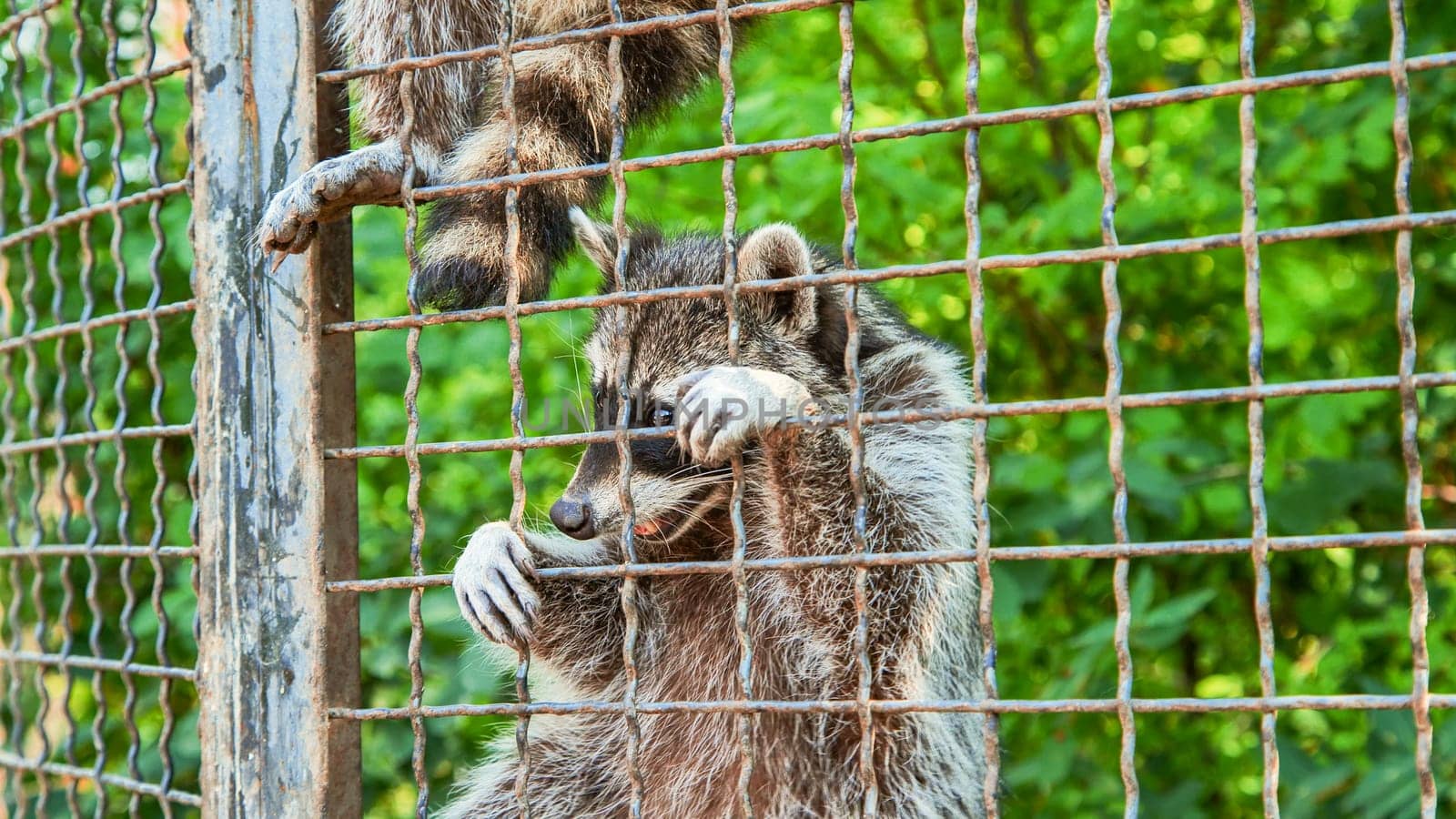 Sad raccoon clinging to its cage in a zoo, gazing longingly outside, embodying the loneliness of captivity in a natural setting