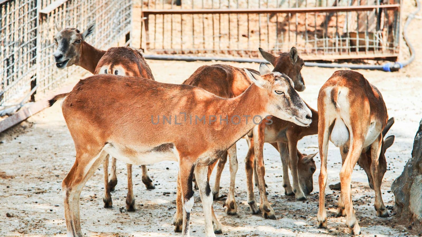 Group of mouflons standing closely together in an enclosure, enjoying the sunny day at the zoo or safari park, surrounded by nature