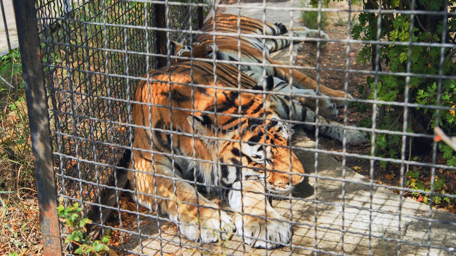 Powerful tiger resting inside zoo enclosure, representing wildlife preservation challenges and captive animal welfare concerns
