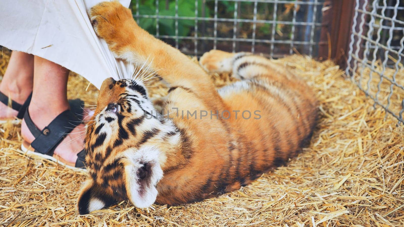 Playful tiger cub biting a white piece of cloth held by a zoo keeper inside its cage