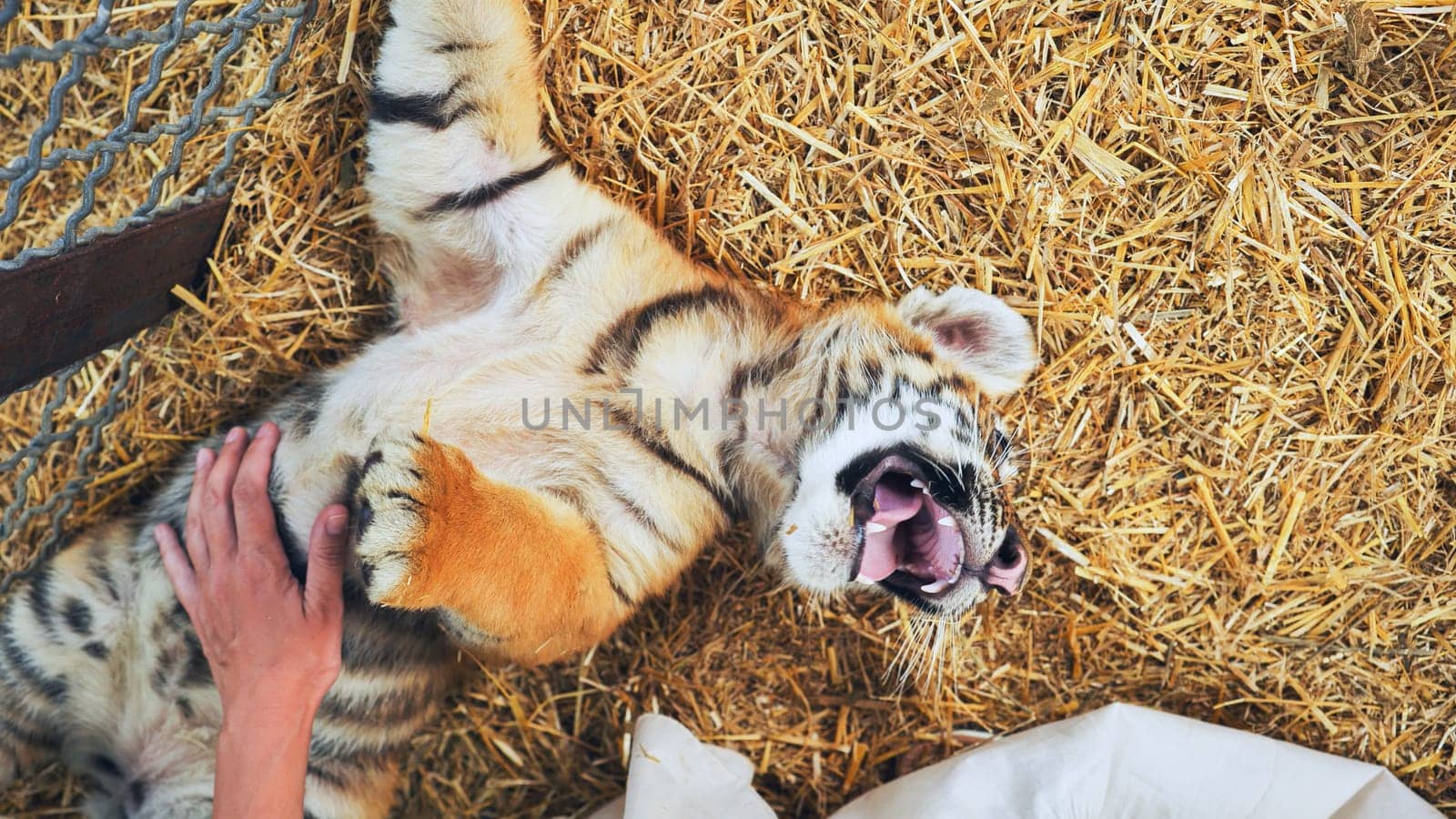 Playful tiger cub lies on its back on straw, enjoying belly rubs from a zookeeper