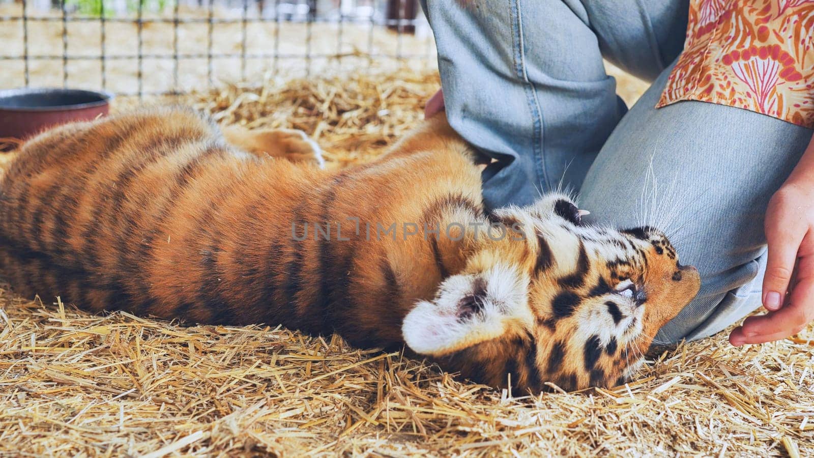 Young tiger cub having fun with a zoo keeper in its enclosure
